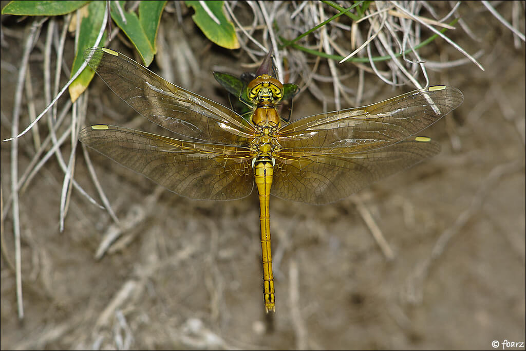 Female Yellow-winged Darter by Frédéric Barszezak